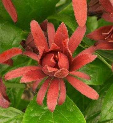 CALYCANTHUS FLORIDUS